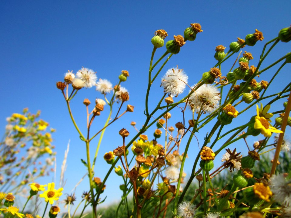 20120726Jacobaea_vulgaris9