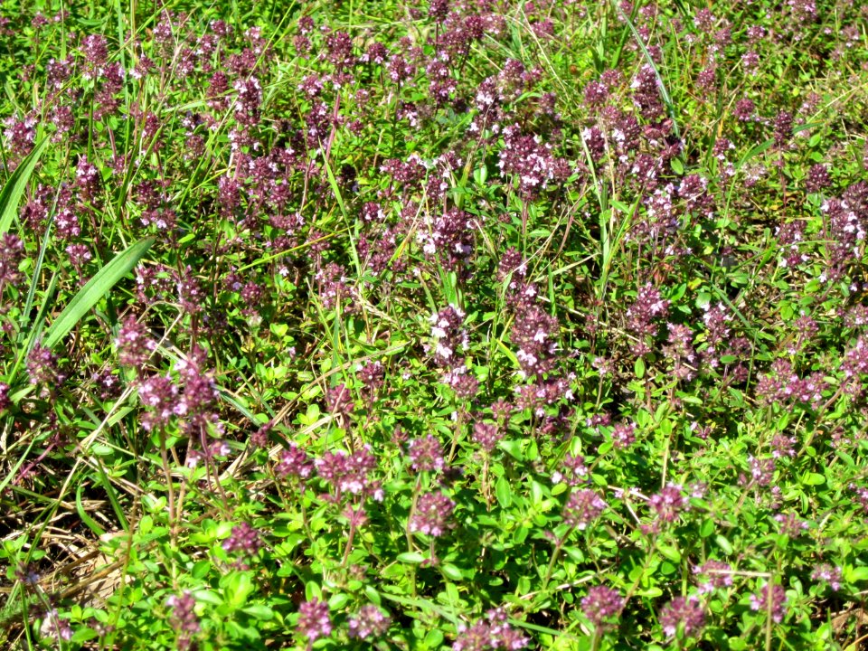 20120715Thymus_pulegioides1
