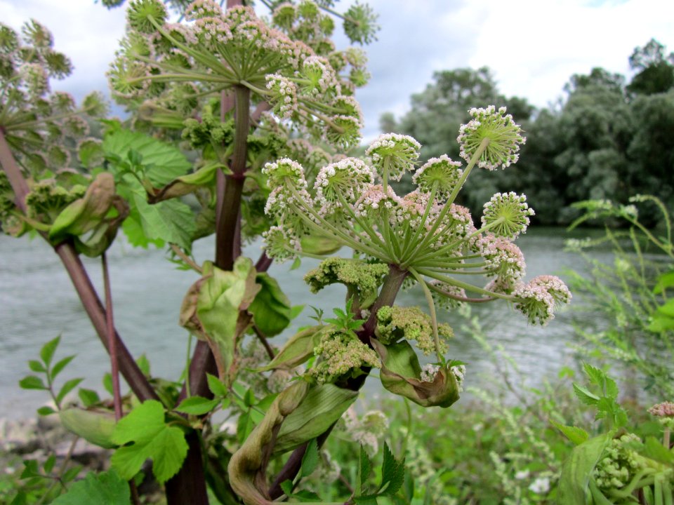 20120714Angelica_sylvestris2