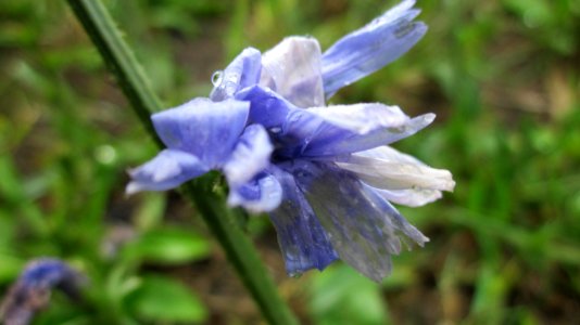 20120712Cichorium_intybus2 photo