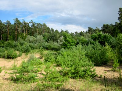 20120715Pinus_sylvestris5
