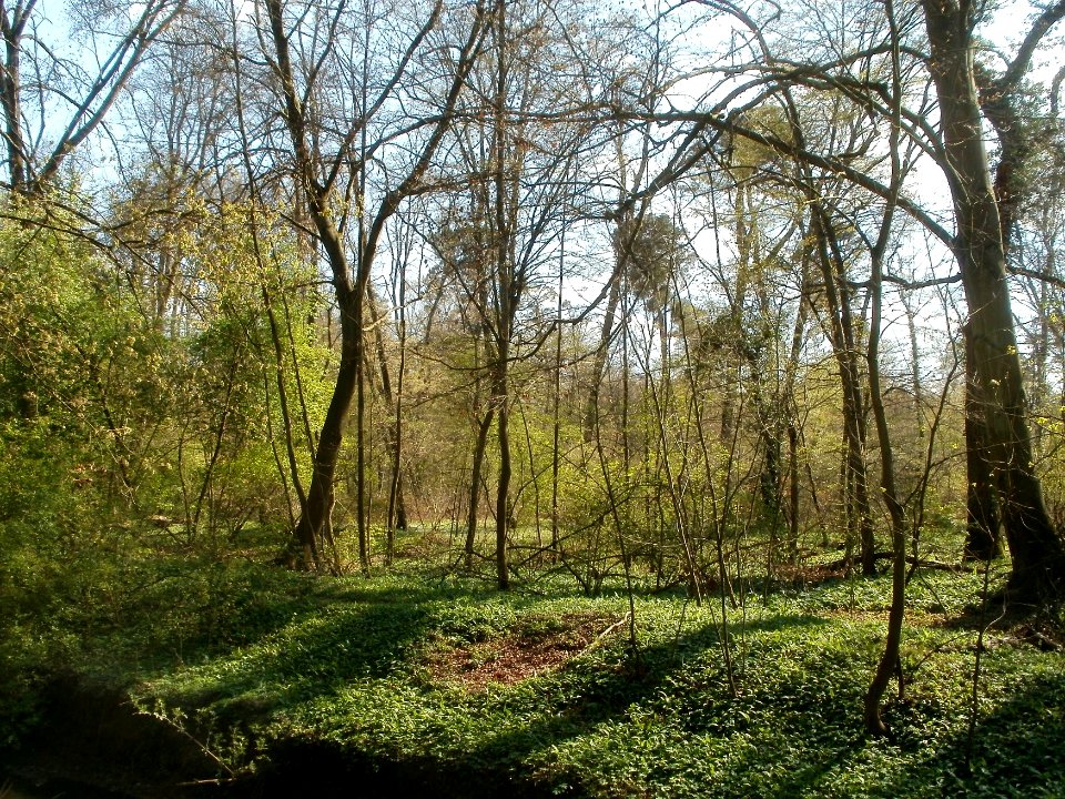 20120408Untere_Lusshardt_Altlussheim1