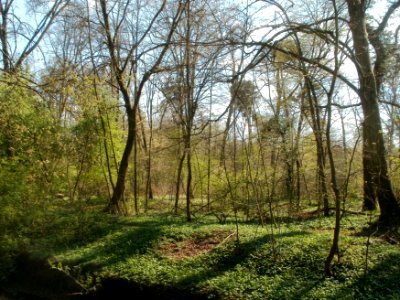 20120408Untere_Lusshardt_Altlussheim1