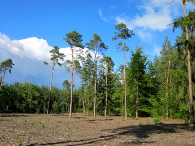 20120715Pinus_sylvestris2