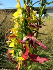 20120726Oenothera_biennis1