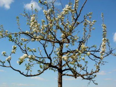20120408Streuobstwiese_Altlussheim6