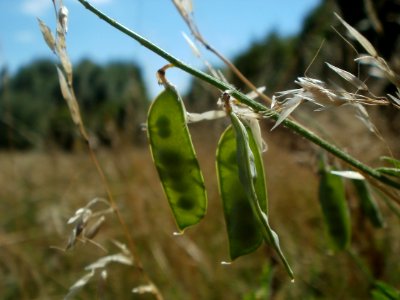 20120707Vogelwicke_Hockenheim3