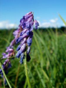 20120707Vogelwicke_Hockenheimer_Rheinbogen2