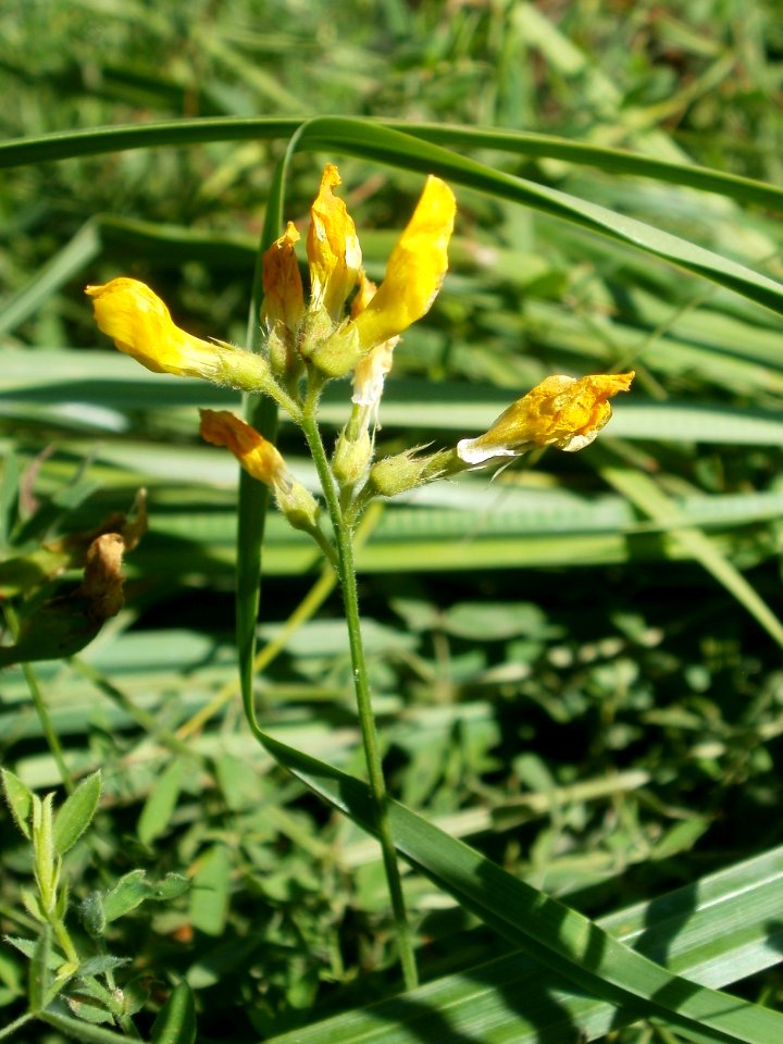20120707Bachwiesen_Hockenheim39