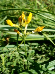 20120707Bachwiesen_Hockenheim39