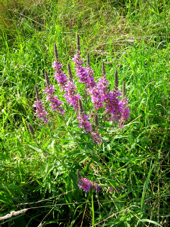 20120726Lythrum_salicaria1