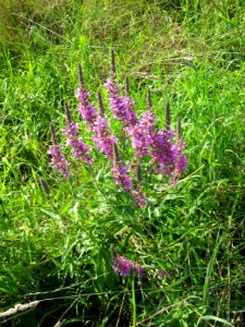 20120726Lythrum_salicaria1
