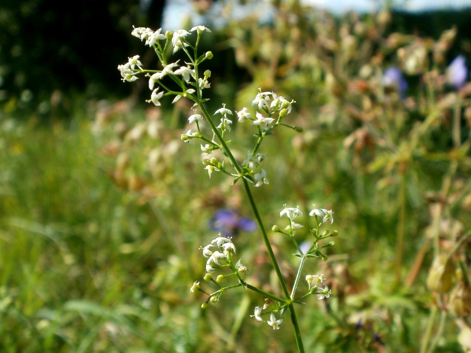 20120707Bachwiesen_Hockenheim43