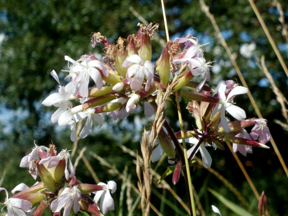 20120707Bachwiesen_Hockenheim17