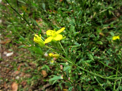 20120714Diplotaxis_tenuifolia1