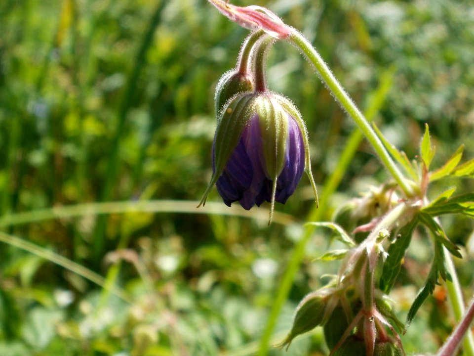 20120707Bachwiesen_Hockenheim03