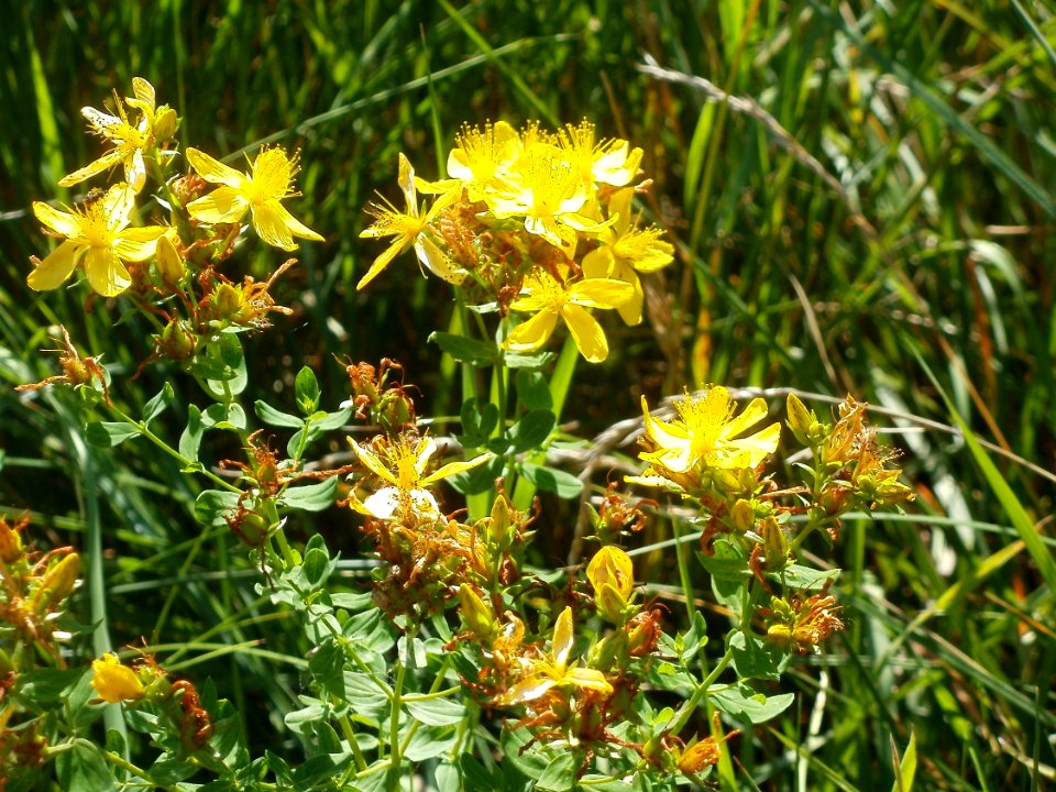 20120707Johanniskraut_Hockenheim3