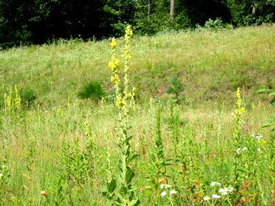 20120715Verbascum_thapsus