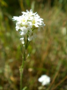20120707Bachwiesen_Hockenheim07