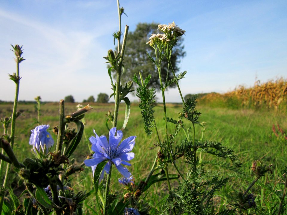 20120920Wegwarte_Hockenheim2