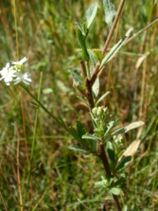 20120707Bachwiesen_Hockenheim08