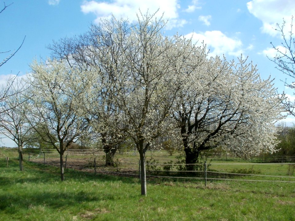 20120408Streuobstwiese_Reilingen3