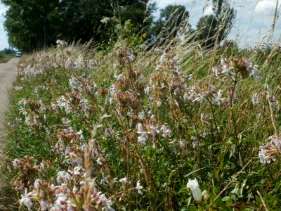 20120707Bachwiesen_Hockenheim13
