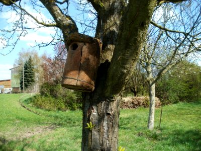 20120408Streuobstwiese_Reilingen7