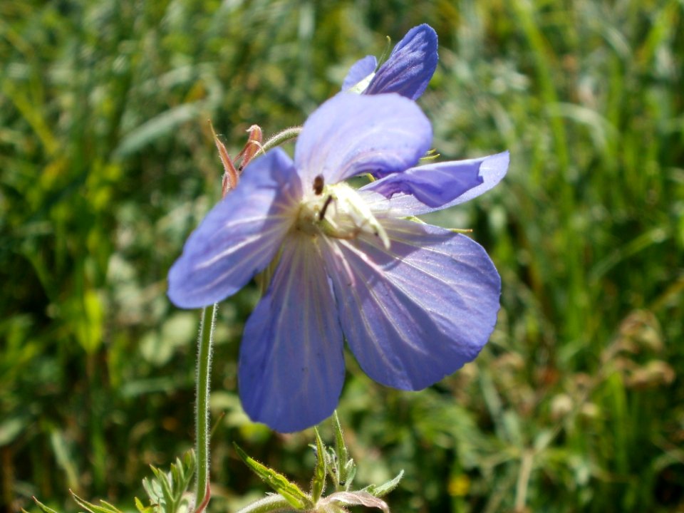 20120707Bachwiesen_Hockenheim01