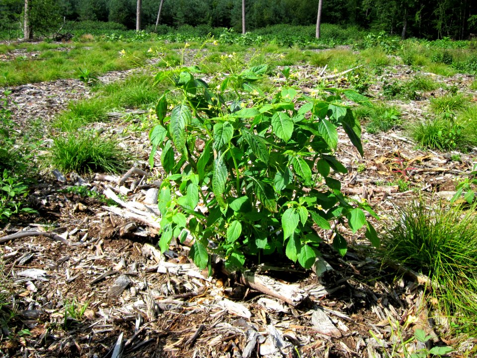 20120716Impatiens_parviflora2