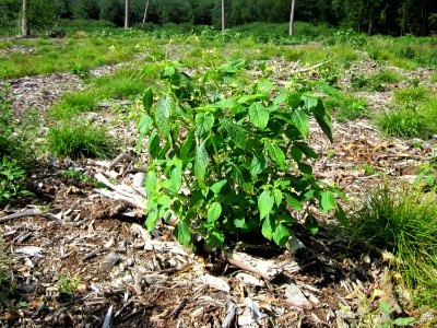 20120716Impatiens_parviflora2