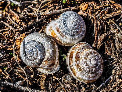 Wildlife spiral helix