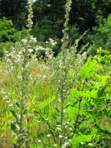 20120715Verbascum_lychnitis1