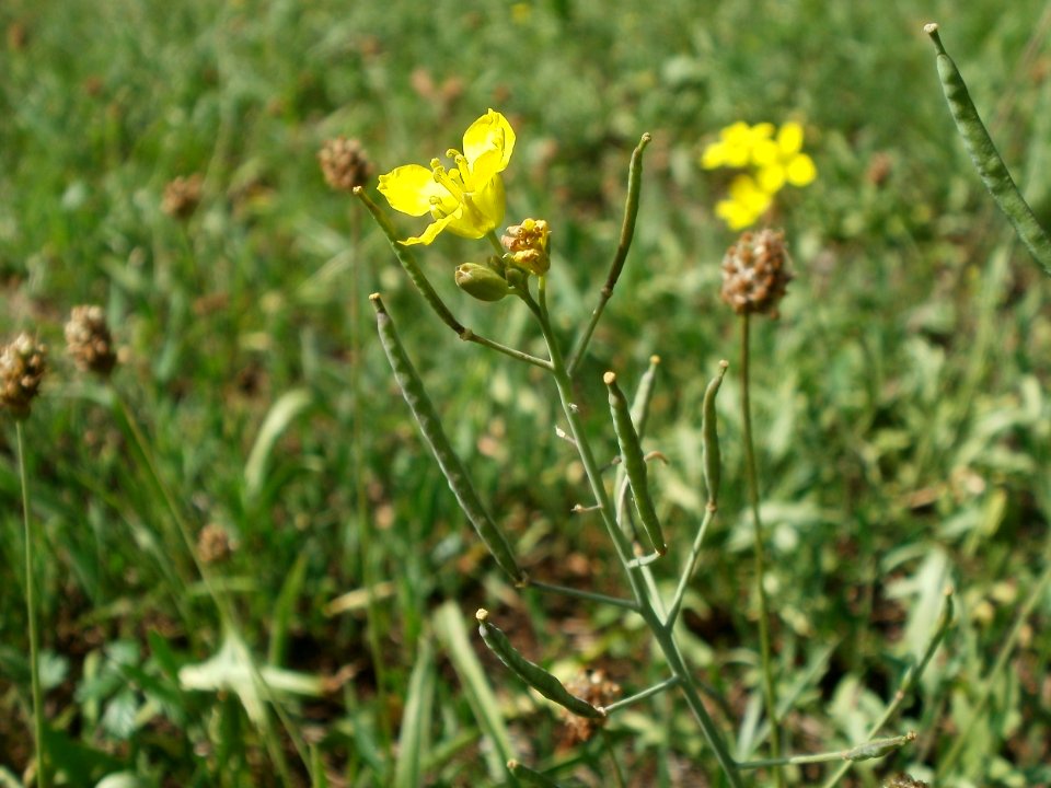 20120706Wilde_Rauke_Hockenheim6