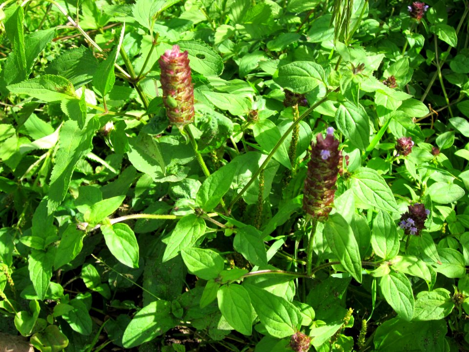 20120716Prunella_vulgaris1