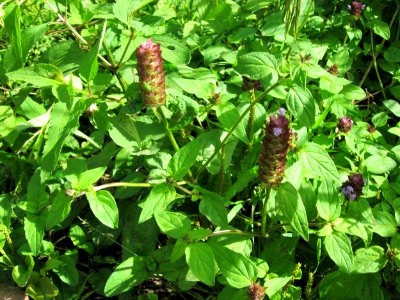 20120716Prunella_vulgaris1