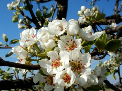 20120408Streuobstwiese_Altlussheim7