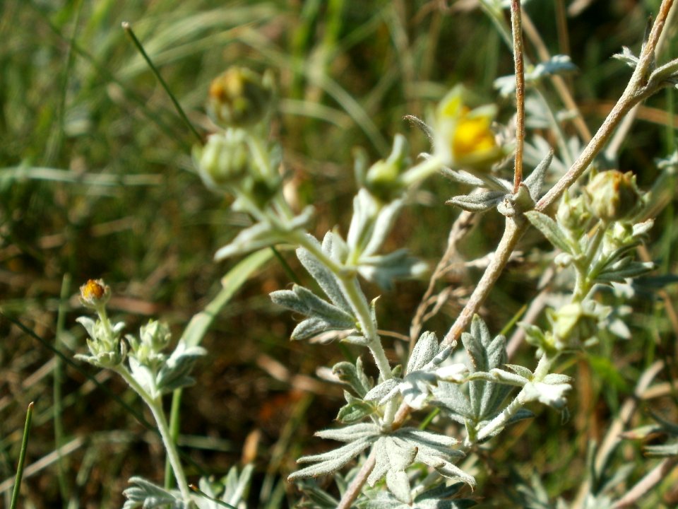 20120707Wiesenbluete_Hockenheim5