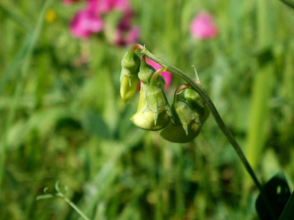 20120707Bachwiesen_Hockenheim25