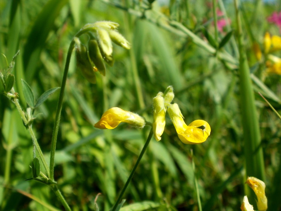 20120707Bachwiesen_Hockenheim34