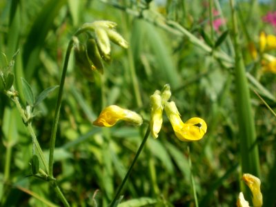20120707Bachwiesen_Hockenheim34