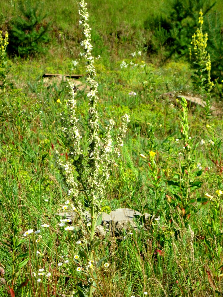 20120715Verbascum_lychnitis3