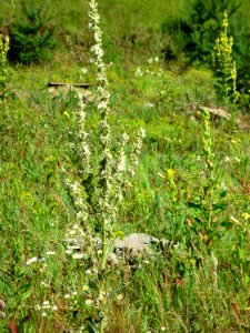 20120715Verbascum_lychnitis3