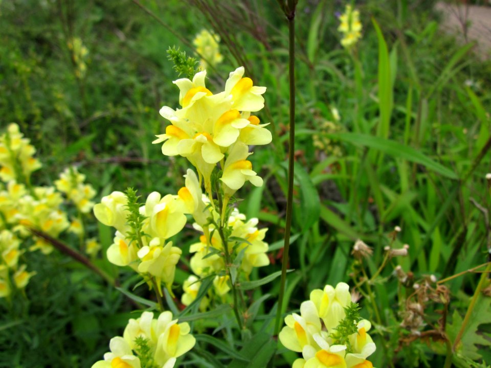 20120713Linaria_vulgaris4