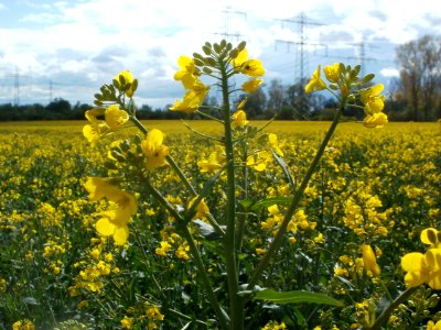 20120422Rapsfeld_Altlussheim2
