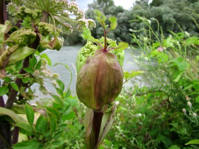 20120714Angelica_sylvestris4