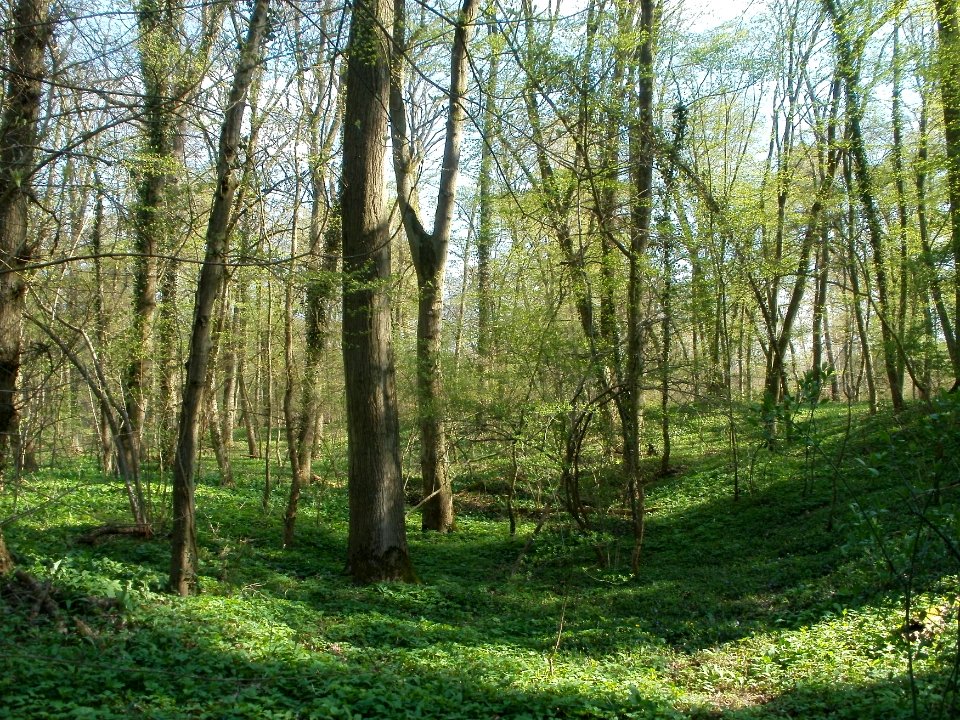 20120408Untere_Lusshardt_Altlussheim4