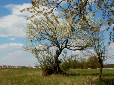 20120408Streuobstwiese_Hockenheim2