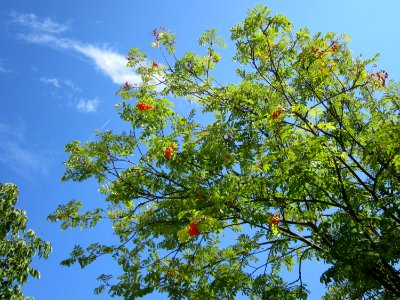 20120815Eberesche_Hockenheim4