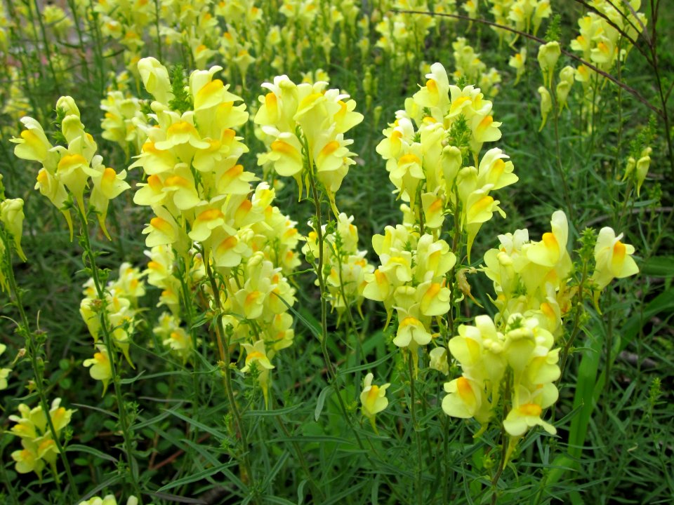 20120713Linaria_vulgaris5